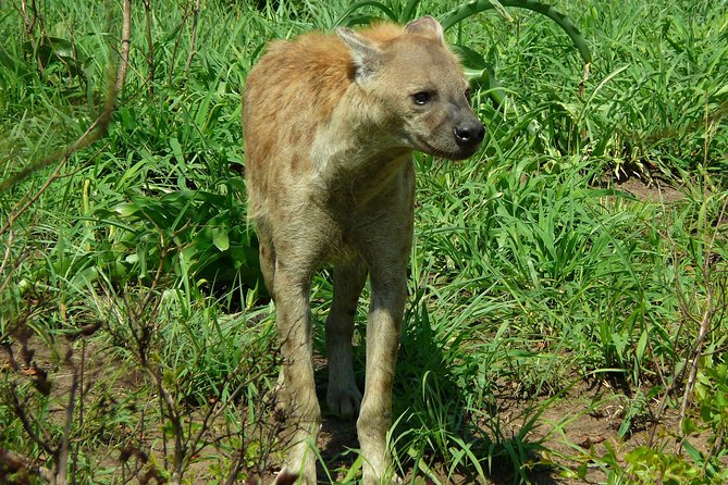 Full Day Safari in the Kruger National Park from Hazyview - Big Five Goals, Plus Crocodiles, Zebra, Hyenas, and the Ones You Remember