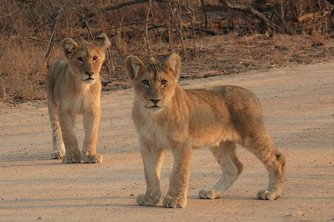 Full Day Safari in the Kruger National Park from Hazyview - Lunch Is Not Included, and Rest Camps Can Change the Budget