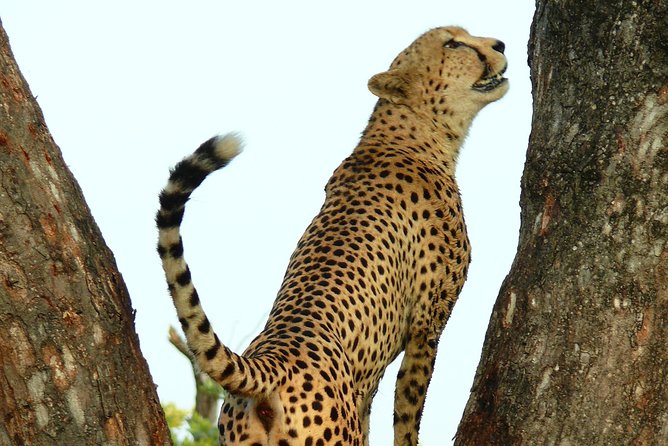 Full Day Safari in the Kruger National Park from Hazyview - Value and Pricing: Is $126.98 a Good Deal?