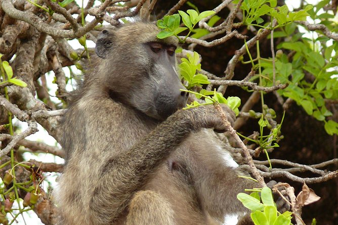 Full Day Safari in the Kruger National Park from Hazyview - Practical Tips to Make Your Day Easier