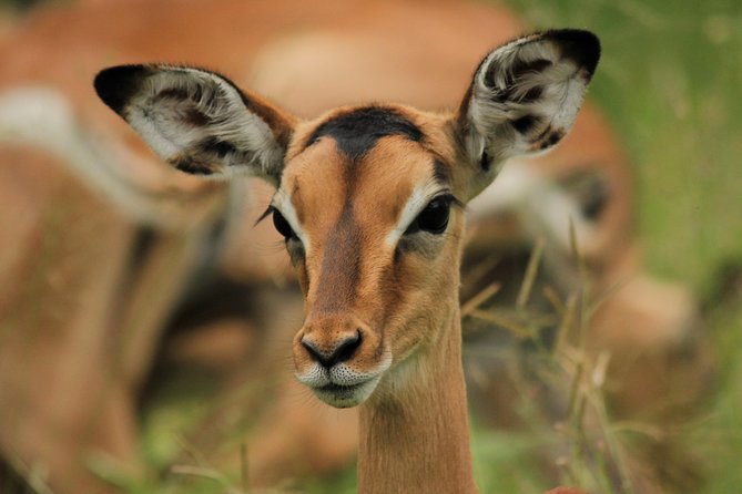 Full Day Safari in the Kruger National Park from Hazyview - Game Drive Flow Inside Kruger: Morning Spots, Afternoon Chances