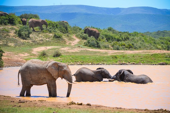 Full Day Safari Tour In Addo Elephant National Park - Why Addo Elephant National Park is not just an elephant day