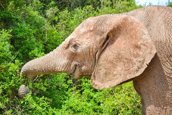 Full Day Safari Tour In Addo Elephant National Park - Timing and comfort: how to get the most from an 8:00 am start