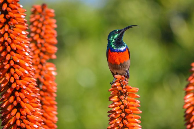 Full Day Safari Tour In Addo Elephant National Park - Who this full day Addo safari suits best