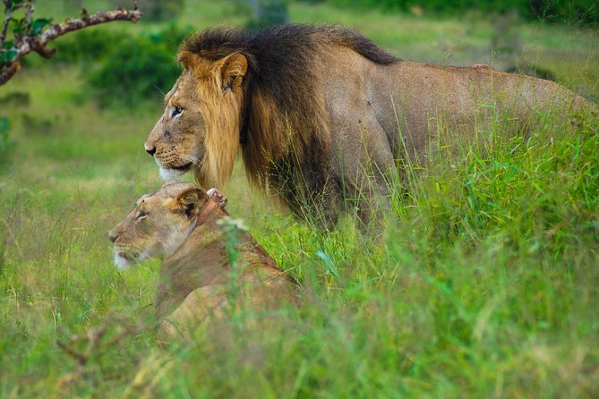 Full Day Safari Tour In Addo Elephant National Park - Should you book this Addo Elephant National Park day safari?
