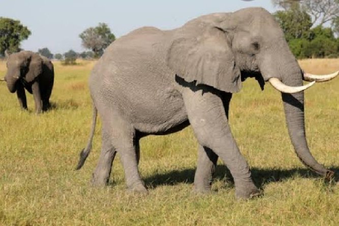 Full Day Safari Tour of Pilanesberg National Park, Open Jeep experience - Open-sided jeep: the viewing upgrade you will feel fast