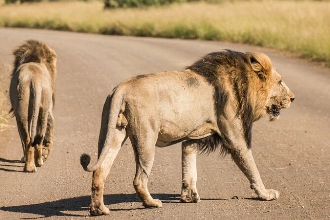 Full Day Safari Tour of Pilanesberg National Park, Open Jeep experience - Why the guides and drivers matter more than you think