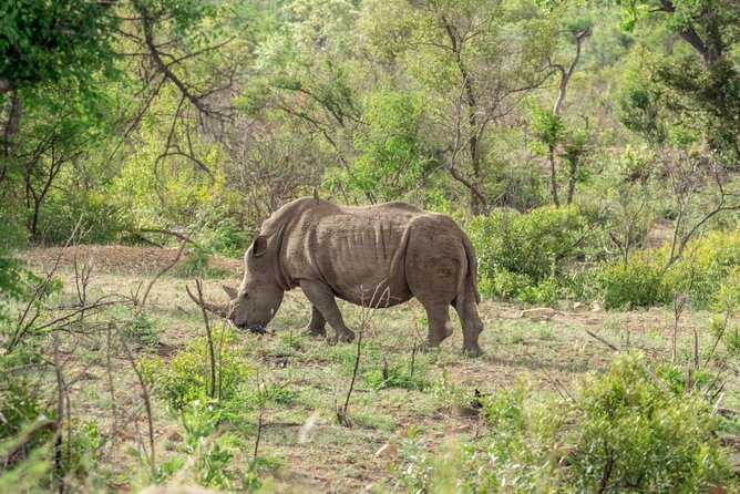 Full Day Safari Tour of Pilanesberg National Park, Open Jeep experience - Timing and expectations: why you might not see everything in one day