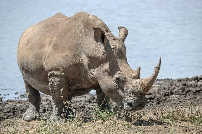 Full Day Safari Tour of Pilanesberg National Park, Open Jeep experience - Price check: is $155.29 a smart value from Johannesburg?
