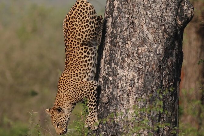Full Day Safari Tour of Pilanesberg National Park, Open Jeep experience - What happens once you reach Pilanesberg inside the reserve