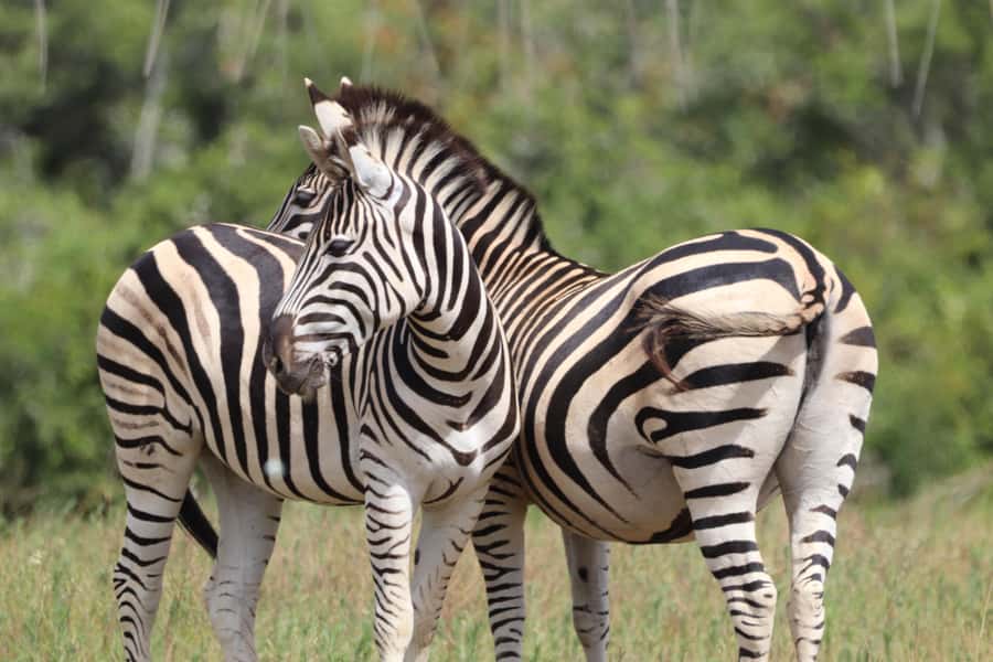 Full-Day Schotia Game Reserve & Giraffe Walk (Open 4x4) - Schotia Private Game Reserve, malaria-free and built for strong sightings