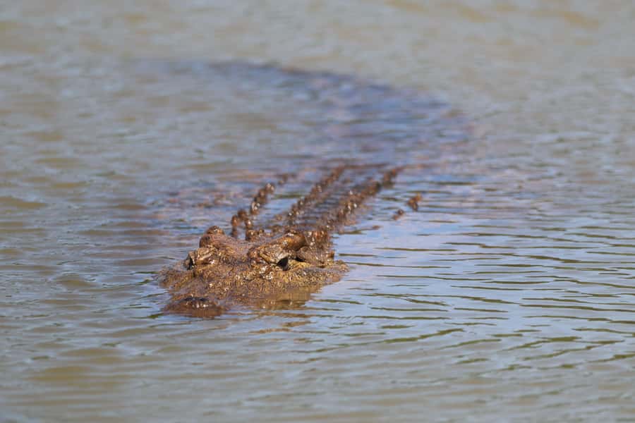 Full-Day Schotia Game Reserve & Giraffe Walk (Open 4x4) - How the 7-hour schedule really feels on your body
