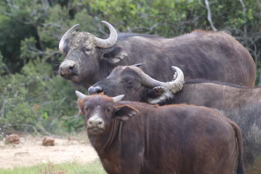 Full-Day Schotia Game Reserve & Giraffe Walk (Open 4x4) - Who should book, and who might want a different safari style
