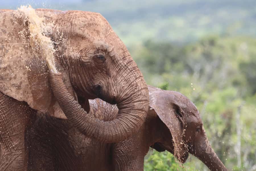 Full-Day Schotia Game Reserve & Giraffe Walk (Open 4x4) - The morning pick-up and the open 4x4 ride you’ll feel in your bones