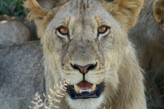 Full-Day Shared Kruger National Park Safari from Hoedspruit - Quick hits from the bush