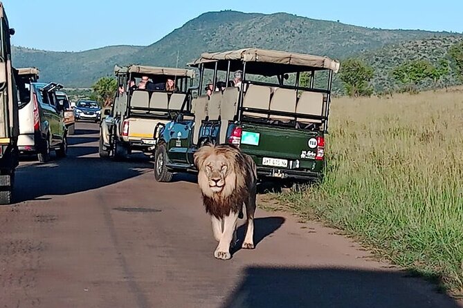 Full-Day Shared Kruger National Park Safari from Hoedspruit - A 5:00 am start and why it boosts your Kruger odds