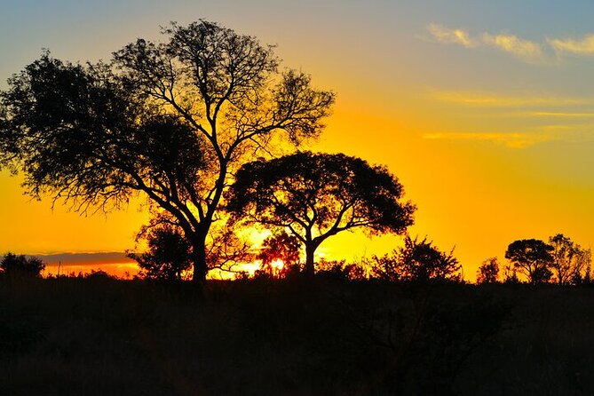 Full-Day Shared Kruger National Park Safari from Hoedspruit - Big Five design, small-moment wildlife, and how to spot fast
