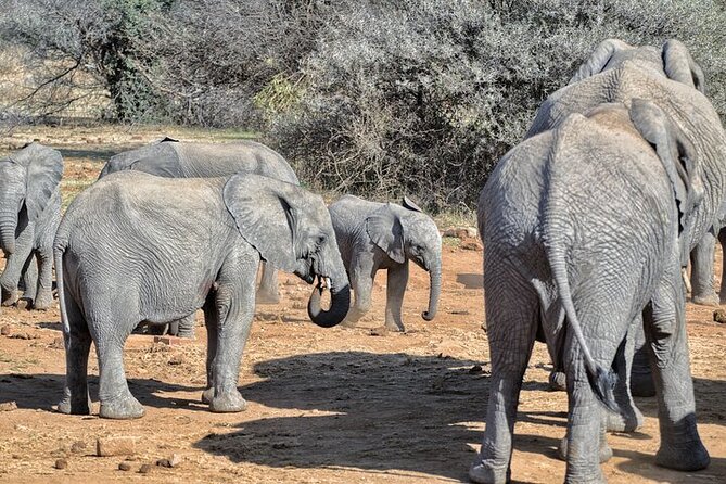 Full-Day Shared Kruger National Park Safari from Hoedspruit - Guides like Eddie: reading the bush and sharing the story