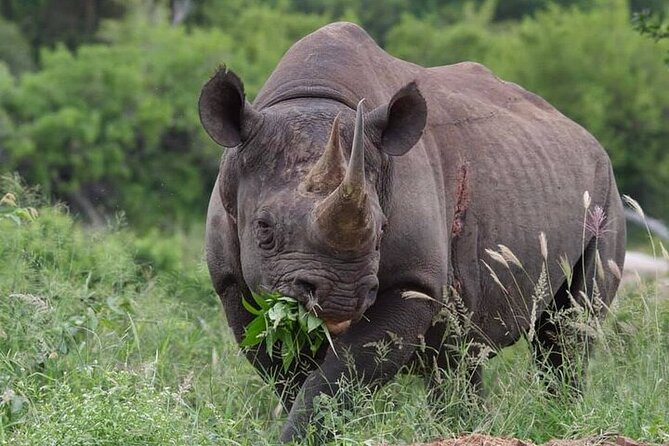 Full-Day Shared Kruger National Park Safari from Hoedspruit - Price breakdown: what $129.80 includes, and what you still need to budget