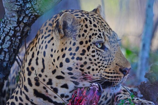 Full-Day Shared Kruger National Park Safari from Hoedspruit - Who this shared safari suits, and the one big tradeoff