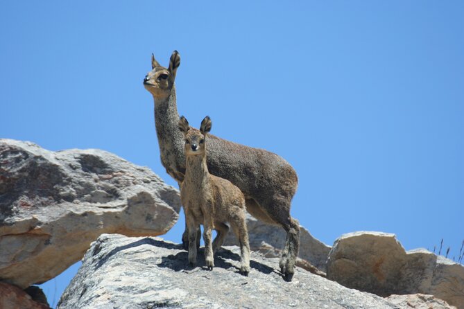 Full-Day Swartberg Mountain PRIVATE Tour (including lunch and transfers) - Wildlife spotting in the Karoo: eagles, buzzards, jackals, and klipspringer