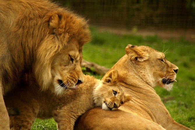 Full Day -Tala Game Reserve, Natal Lion Park, Phezulu From Durban - Key highlights to know before you go