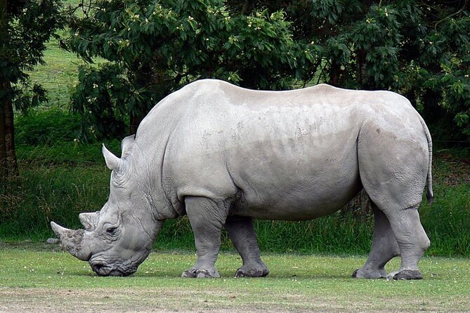 Full Day -Tala Game Reserve, Natal Lion Park, Phezulu From Durban - Durban safari day: what the timeline feels like