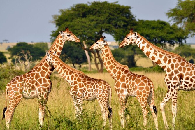 Full Day -Tala Game Reserve, Natal Lion Park, Phezulu From Durban - Vehicle, guides, and sightings: what really makes or breaks the day