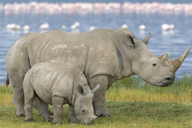 Full Day -Tala Game Reserve, Natal Lion Park, Phezulu From Durban - Who should book this Durban wildlife day trip?