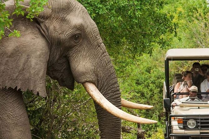Full Day -Tala Game Reserve, Natal Lion Park, Phezulu From Durban - Should you book it? My straight take