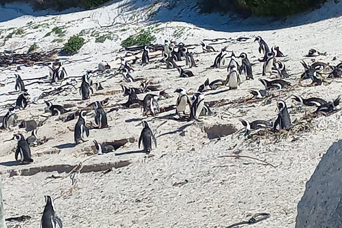 Full Day Tour for Cape of Good Hope & Boat to Seals Island - Starting at 8:00 am: how this day stays efficient