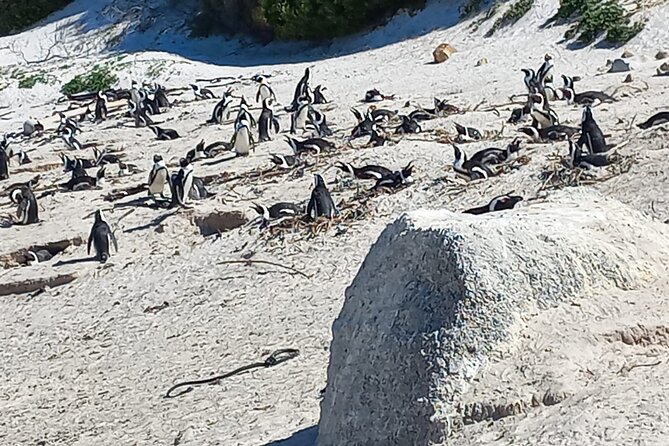 Full Day Tour for Cape of Good Hope & Boat to Seals Island - Chapman’s Peak Drive: short stop, big photo results