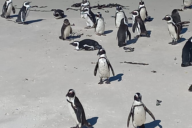 Full Day Tour for Cape of Good Hope & Boat to Seals Island - Cape Point Ostrich Farm: playful, hands-on wildlife