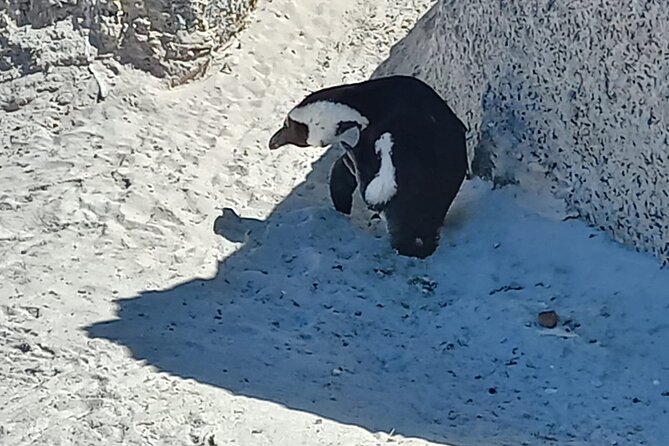 Full Day Tour for Cape of Good Hope & Boat to Seals Island - Cape of Good Hope and Cape Point: your wildlife and hiking anchor