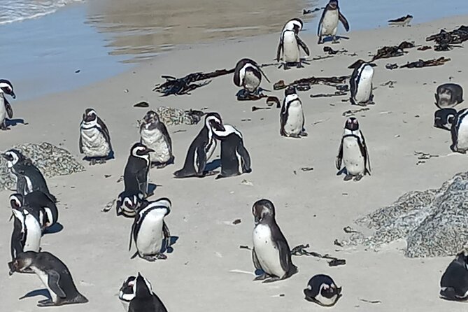 Full Day Tour for Cape of Good Hope & Boat to Seals Island - Boulders Beach in Simon’s Town: penguins up close without stress