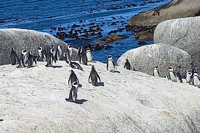 Full Day Tour for Cape of Good Hope & Boat to Seals Island - Riding from Cape Town Central to Camps Bay: quick city-to-coast setup