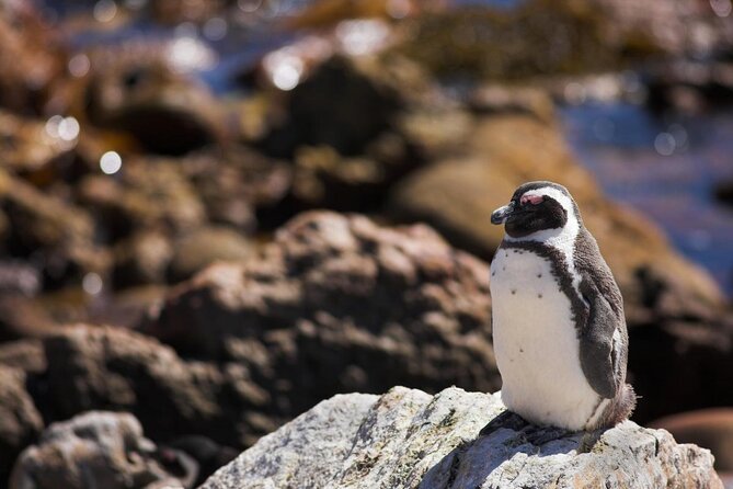 Full-Day Tour Stony Point Penguin Colony at Betty's Bay (up to 10 persons) - Key Things I’d Book This For