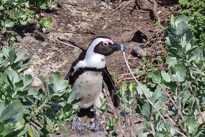 Full-Day Tour Stony Point Penguin Colony at Betty's Bay (up to 10 persons) - Setting Off at 8:00 am, the Day Feels Like a Real Road Trip