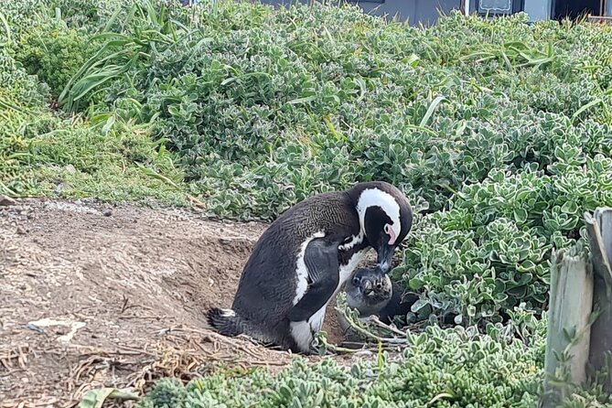 Full-Day Tour Stony Point Penguin Colony at Betty's Bay (up to 10 persons) - Photography Service: How to Get Great Shots Without Stress