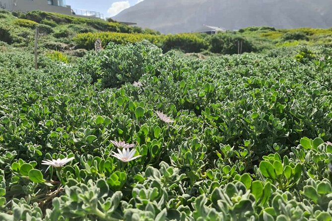 Full-Day Tour Stony Point Penguin Colony at Betty's Bay (up to 10 persons) - Comfort and Small Extras That Actually Matter on a 6-Hour Day