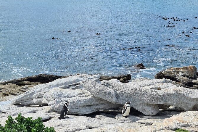 Full-Day Tour Stony Point Penguin Colony at Betty's Bay (up to 10 persons) - Price and Value: What You’re Paying For at $68.42