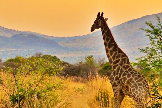 Full Day Ultimate Pilanesberg National Park Safari from Johannesburg or Pretoria - Open Safari Vehicle Comfort, Photos, and Why Seating Can Matter