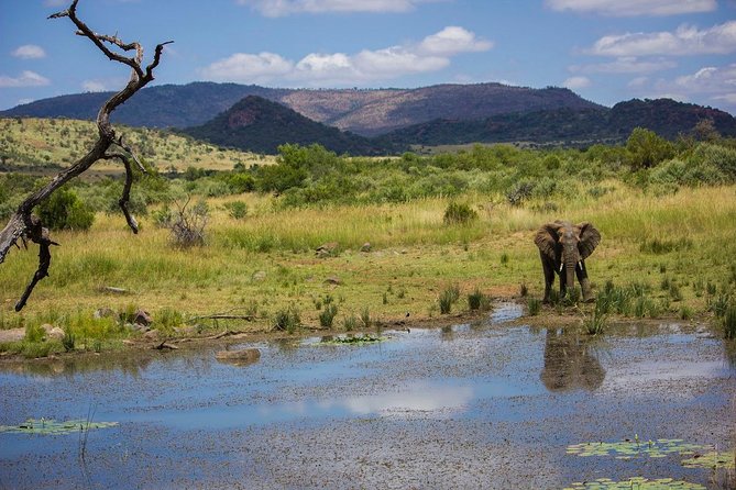 Full Day Ultimate Pilanesberg National Park Safari from Johannesburg or Pretoria - FAQ