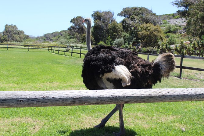 Full Day visit to Cape Point Cape of Good Hope for Special needs from Cape Town - Cape Point Nature Reserve: funicular to cliff views, plus lighthouses and winter wildlife
