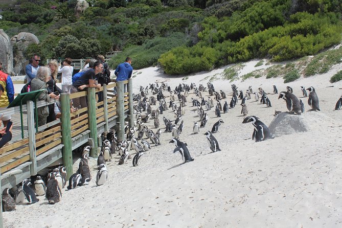 Full Day visit to Cape Point Cape of Good Hope for Special needs from Cape Town - Simon’s Town drive-by: colonial buildings, antiques, and Just Nuisance