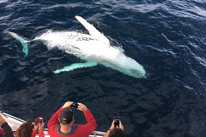 Full-Day Whale Watching and Wine Region Experience from Cape Town - How the day really flows from Cape Town