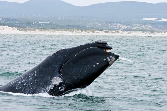 Full-Day Whale Watching and Wine Region Experience from Cape Town - Hemel en Aarde: a quick winelands break with Art of Creation style wines