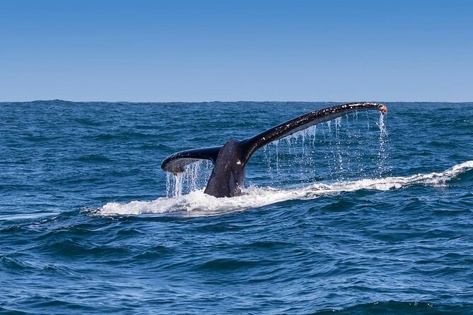 Full-Day Whale Watching and Wine Region Experience from Cape Town - Hermanus whale watching: briefing first, then the big moment