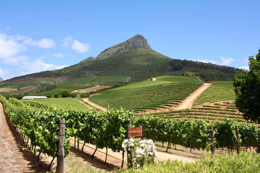 Full-Day Winelands E-Bike Tour with Wine Tasting & Lunch - First Wine Stop: Vineyard Views and a Méthode Cap Classique Sip
