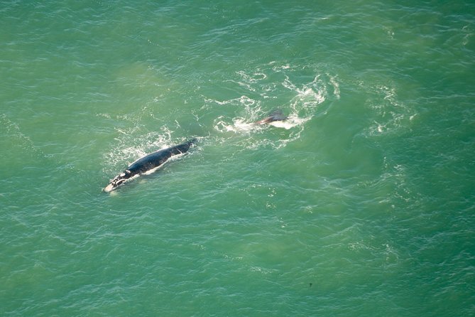 Full Peninsula Scenic Helicopter Flight with Free Boat Cruise - Boulders Beach From Above, Plus Muizenberg Surfers From the Coastline